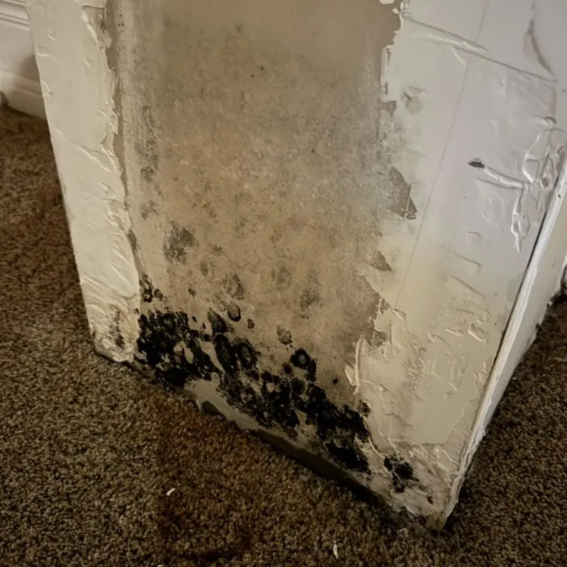 Professional Mold Removal in Aurora, OH